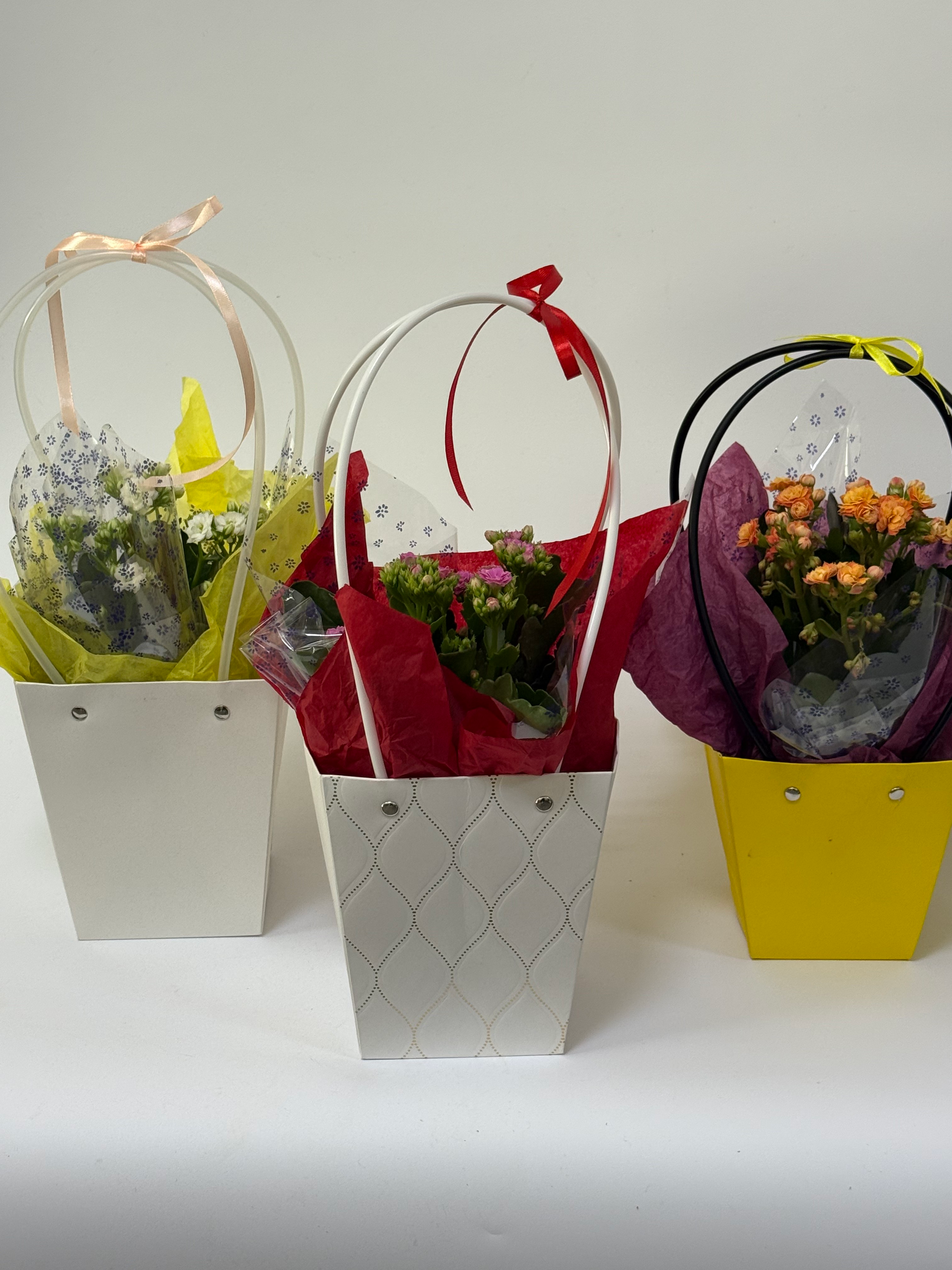 Combo 3 plante kalanchoe în punguțe cadou - imagine 1