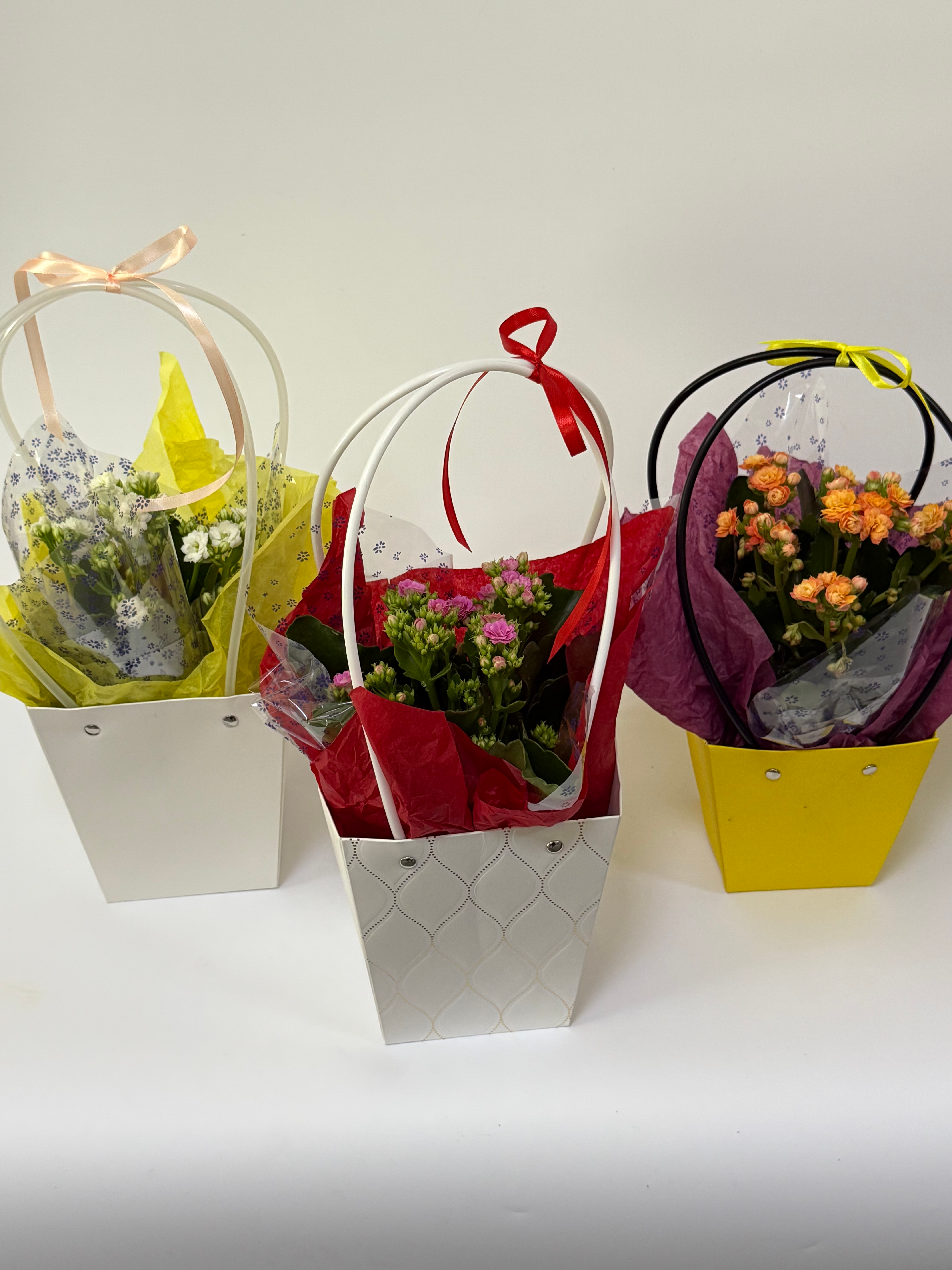 Combo 3 plante kalanchoe în punguțe cadou - imagine 2