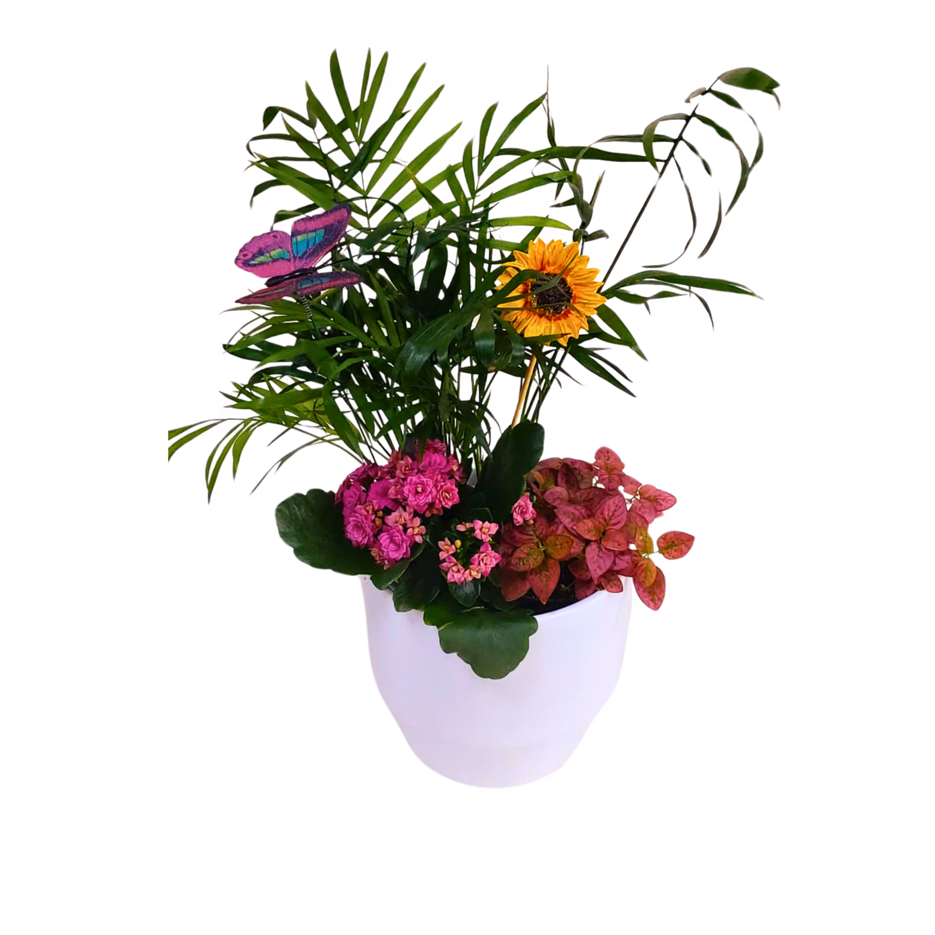 Aranjament din plante la ghiveci în vas ceramic – Floraria Mariei