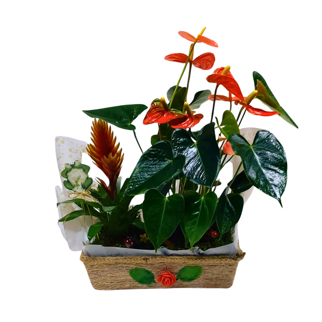 Aranjament din plante în vas de iută cu anturium și bromelia – Floraria Mariei