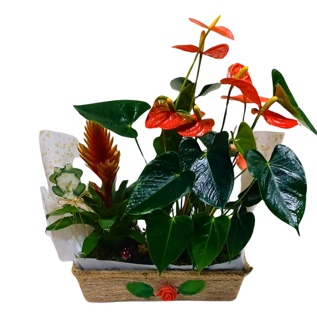Aranjament din plante în vas de iută cu anturium și bromelia – Floraria Mariei - imagine 2