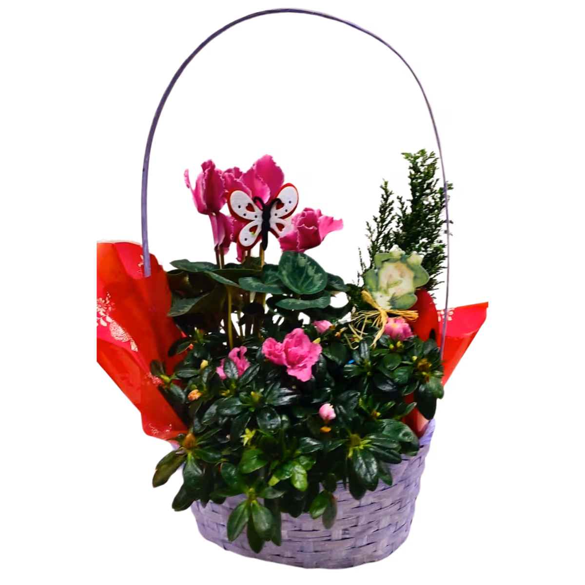 Aranjament din plante în coș – cyclamen, azalee, verdeață și decor | Floraria Mariei