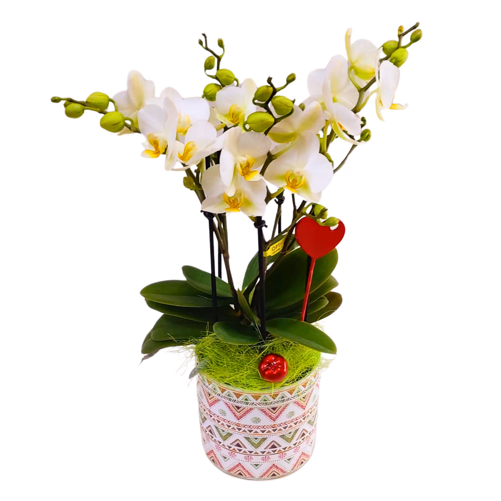 Aranjament cu orhidee 5 tije și vas ceramic – Floraria Mariei