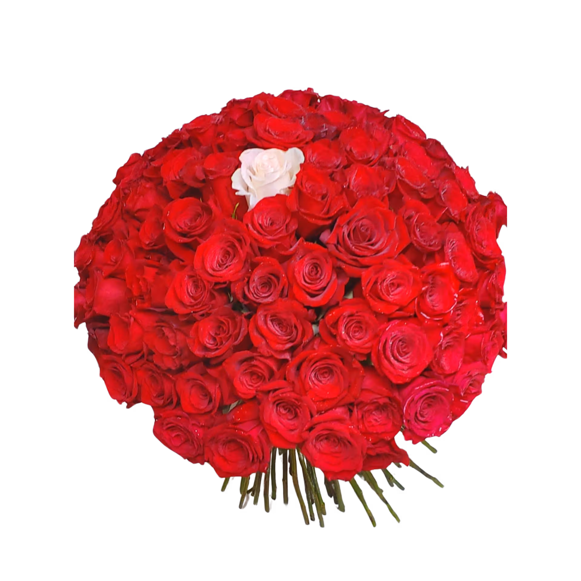 Buchet 101 trandafiri roșii cu 1 trandafir alb, fără ambalaj – Floraria Mariei