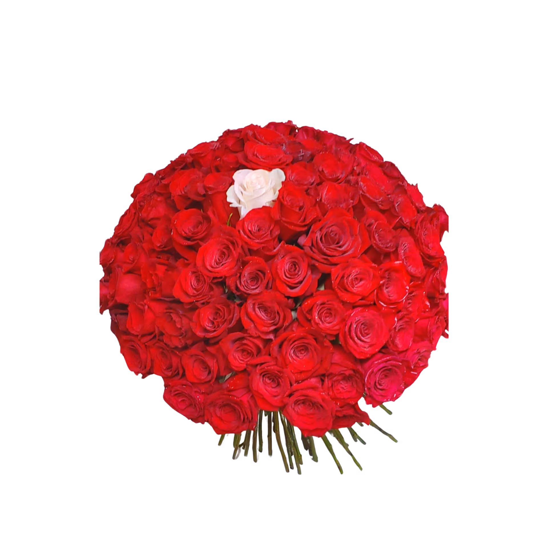 Buchet 101 trandafiri roșii cu 1 trandafir alb, fără ambalaj – Floraria Mariei - imagine 2