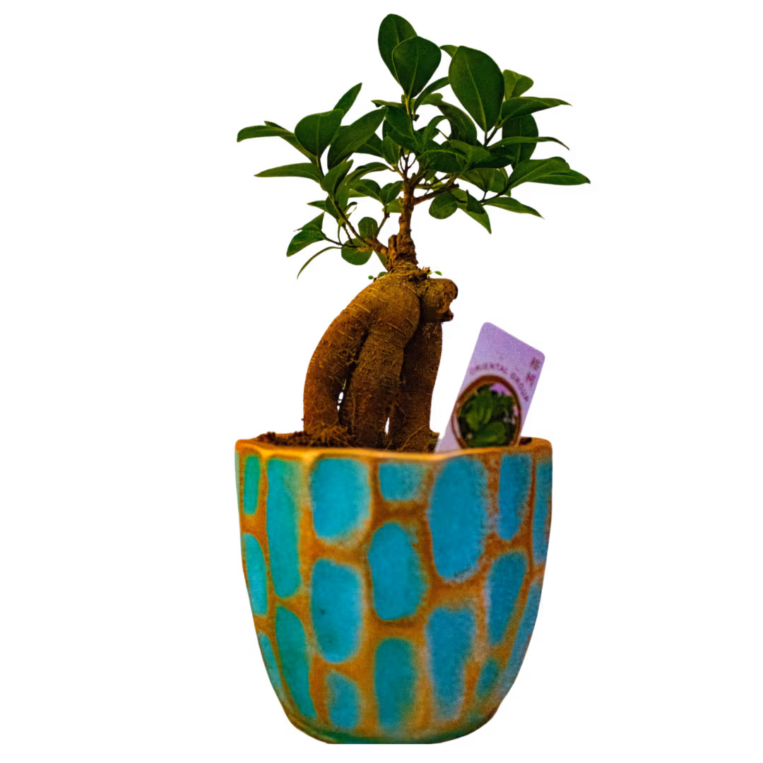 Ficus microcarpa (bonsai) în vas ceramic – Floraria Mariei