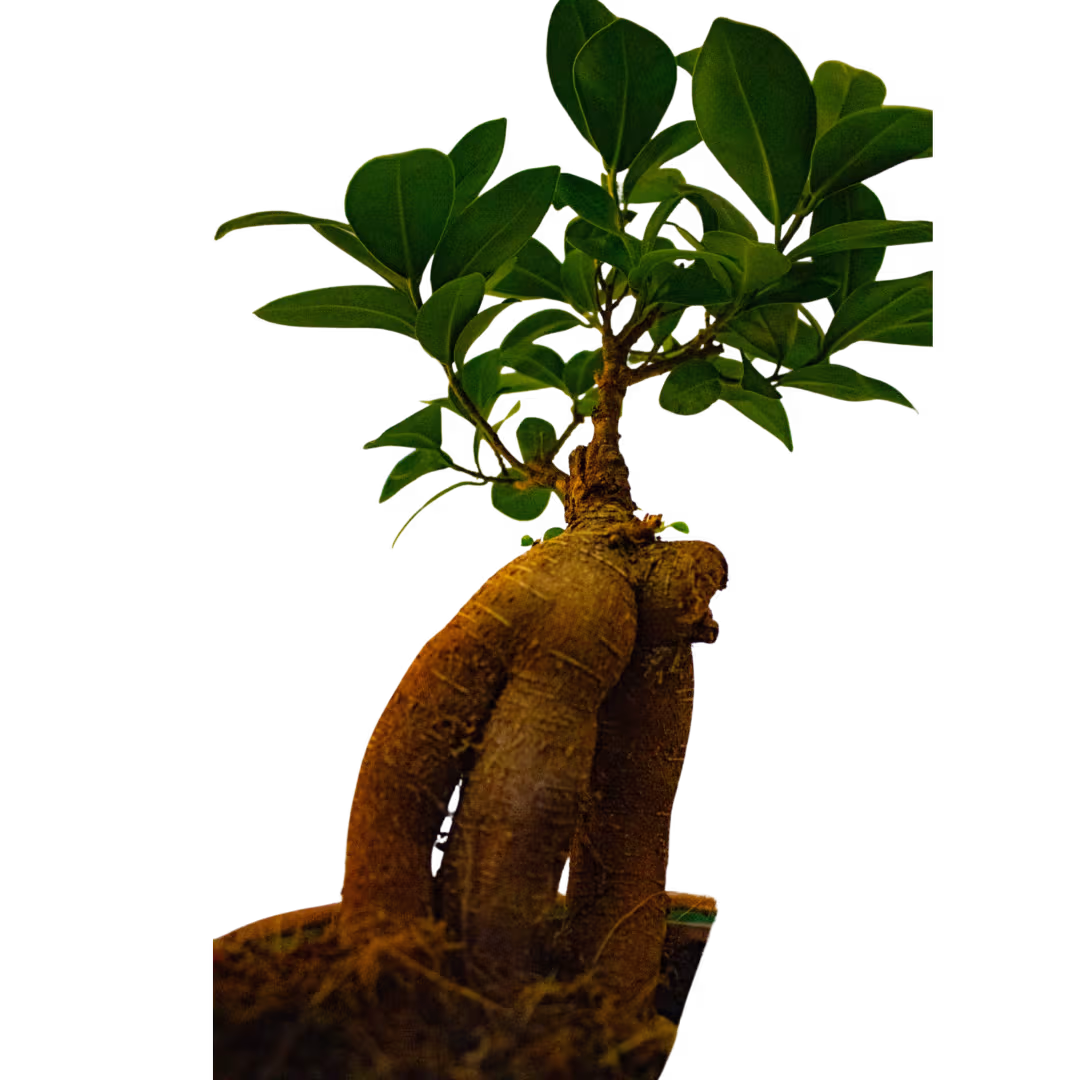 Ficus microcarpa (bonsai) în vas ceramic – Floraria Mariei - imagine 2