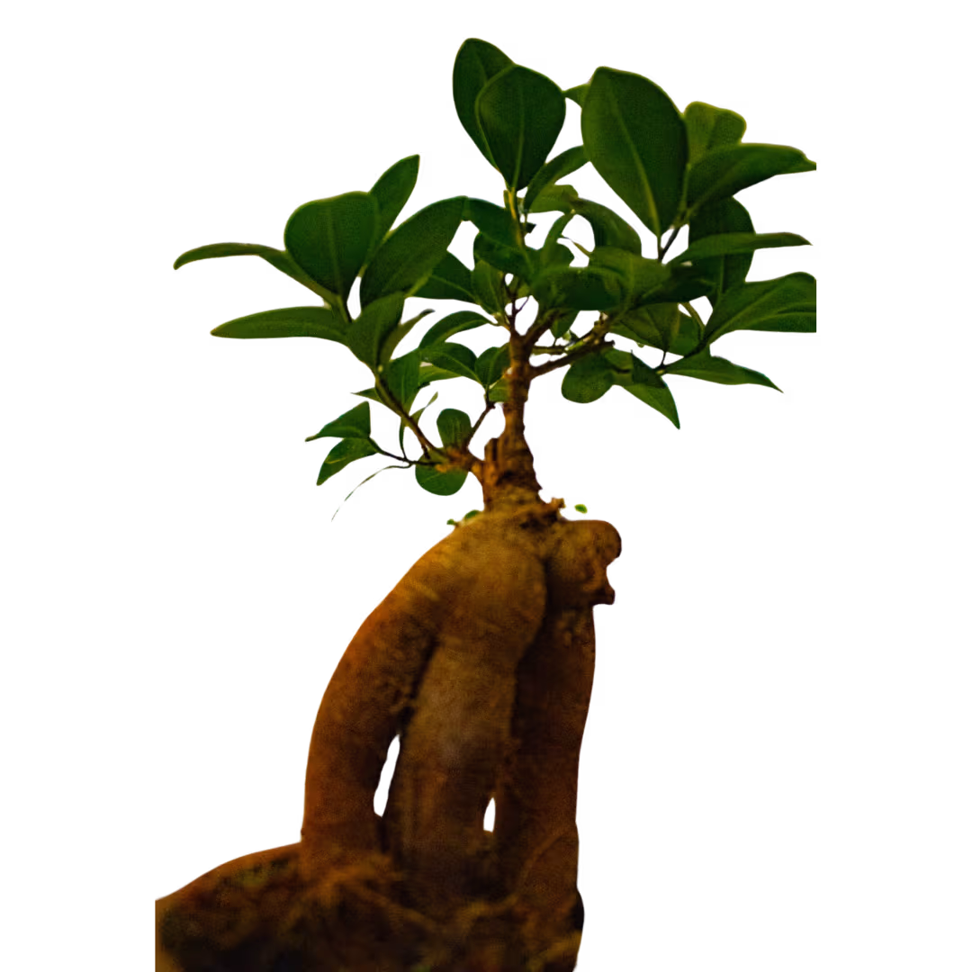 Ficus microcarpa (bonsai) în vas ceramic – Floraria Mariei - imagine 3