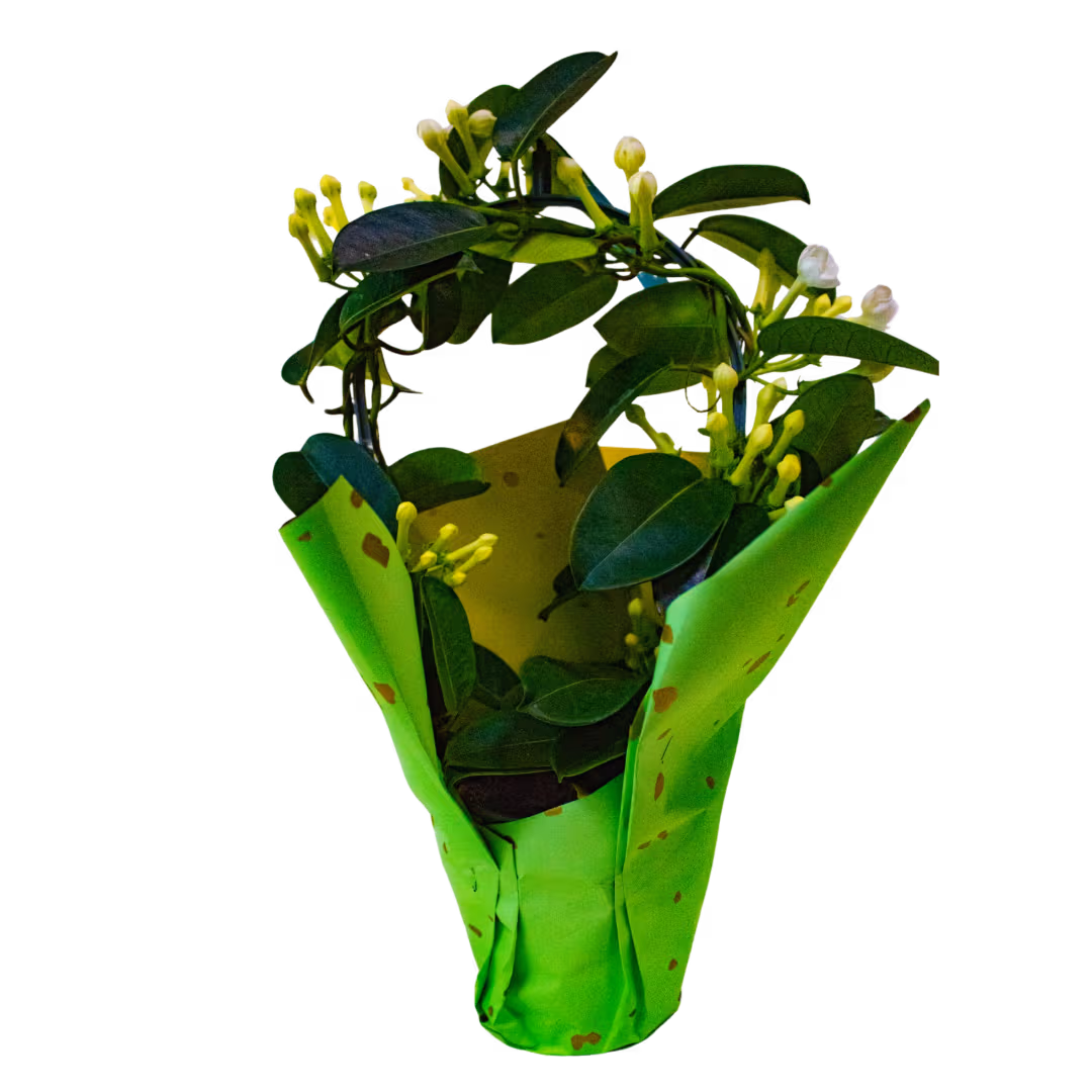 Stephanotis (Mâna Maicii Domnului) – plantă la ghiveci