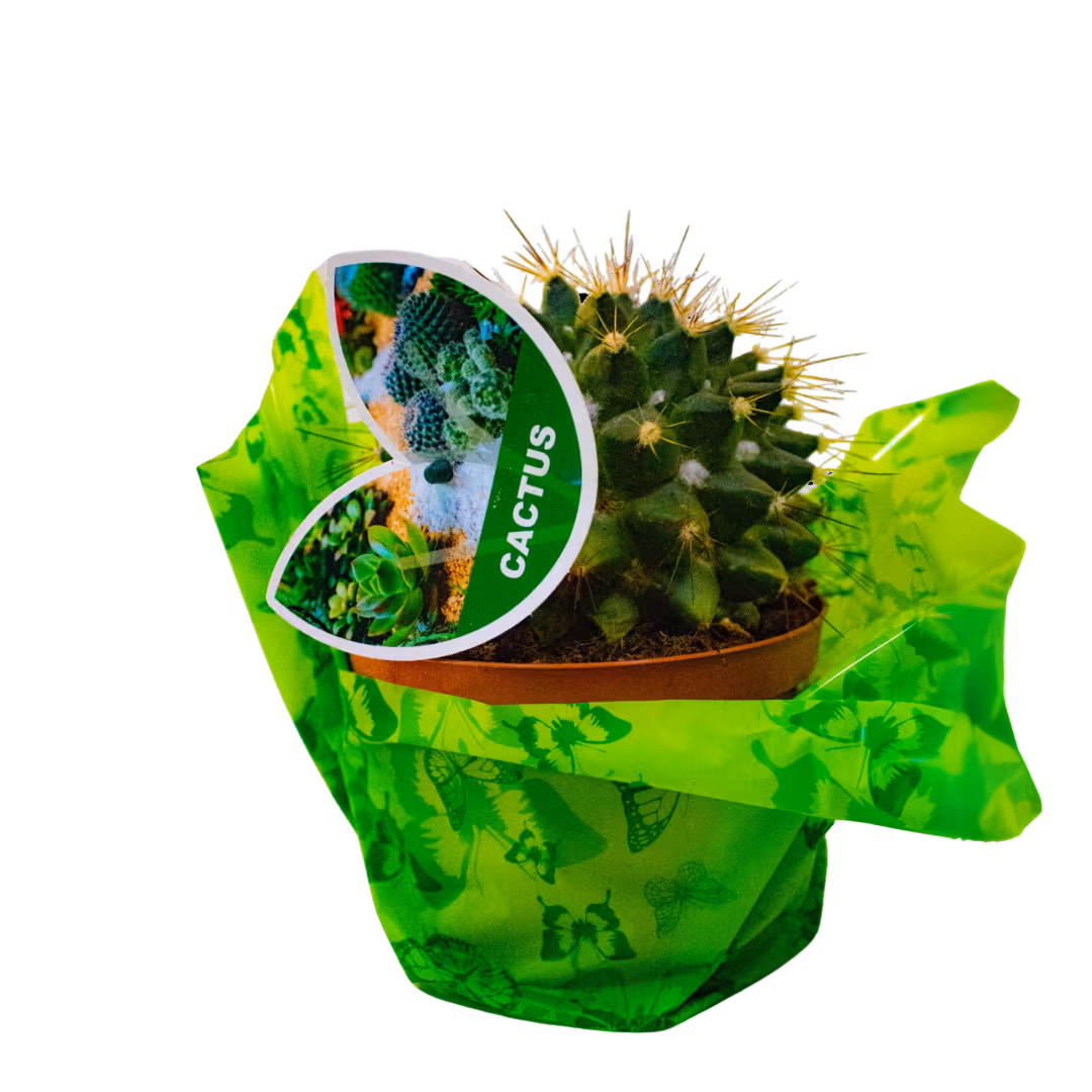 Cactus în ghiveci pentru birou, ușor de întreținut – Floraria Mariei