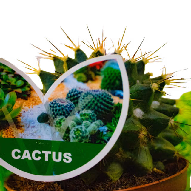 Cactus în ghiveci pentru birou, ușor de întreținut – Floraria Mariei - imagine 2