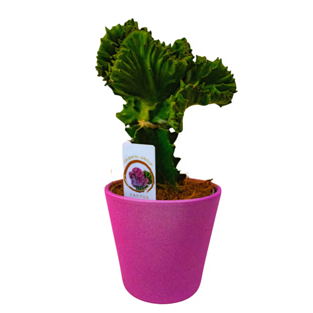 Cactus în ghiveci pentru birou, ușor de întreținut – Floraria Mariei - imagine 3