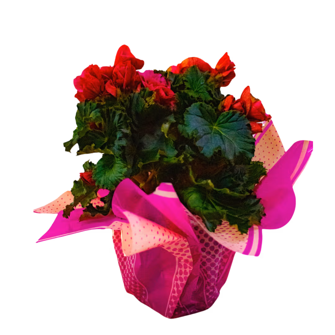 Begonia la ghiveci (culori variate) – Floraria Mariei