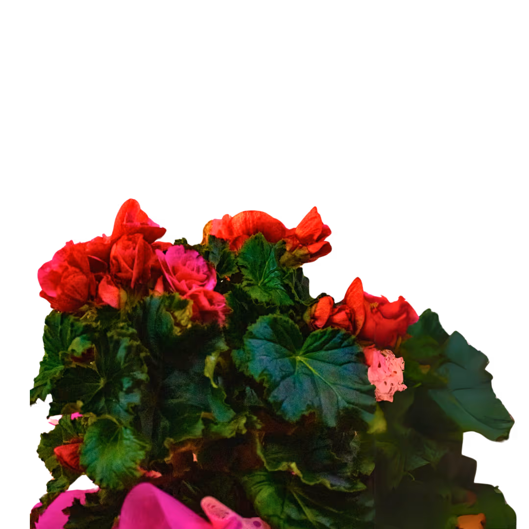 Begonia la ghiveci (culori variate) – Floraria Mariei - imagine 2
