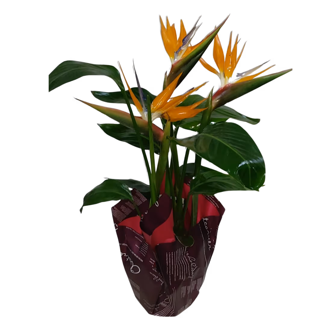 Strelizia în ghiveci – plantă exotică deosebită | Floraria Mariei